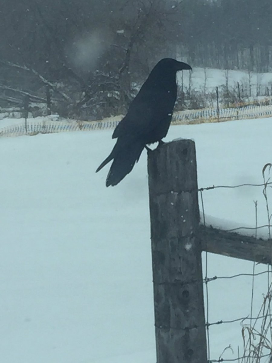 RandallTheory's tweet photo. Holy man!! There seems to less and less crows and more and more ravens, and they're cocky. #birdwatching #BirdGang #outdoorlearning https://t.co/3e4VdWptbY