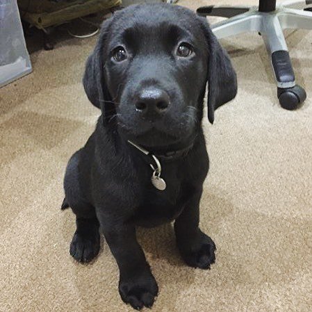 HearingDogs's tweet photo. Eight week old hearing dog puppy Ozzy had his first night with his new puppy socialisers house this week, and he's settling in so well 😍🐾👏 Ozzy will spend the next 18 months with his socialisers as he learns all of the skills needed to become the paw… https://t.co/jEX4lWBMLM https://t.co/UVyt4QTF7Y