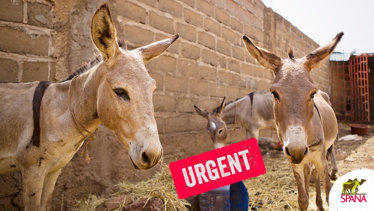 workinganimals_'s tweet photo. Millions of donkeys are at risk due to growing demand for traditional Chinese medicine 'ejiao', made from donkey skins. Only 5% of people in the UK are aware of the dangers that donkeys are facing. Please RT to raise awareness &amp; find out how to help: https://t.co/MRl2PvnEmk https://t.co/o282egUsmW