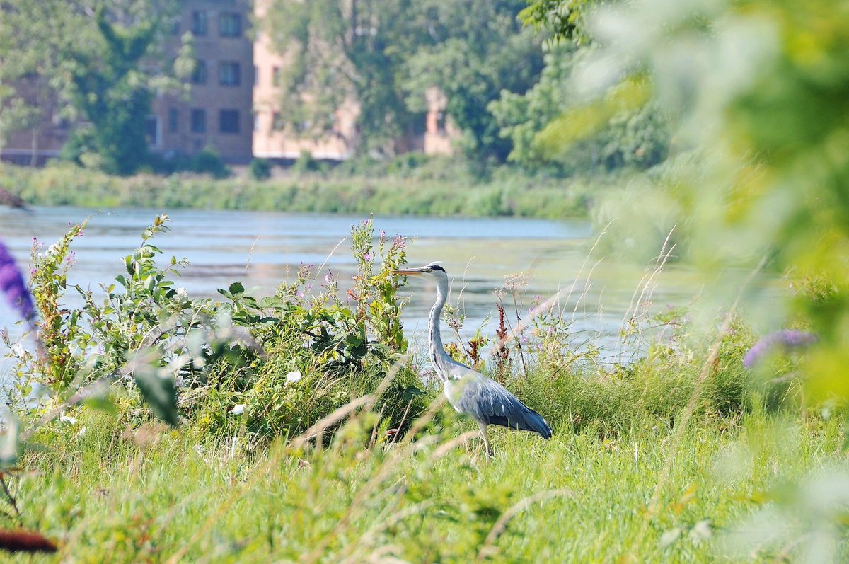 WoodberryDown_'s tweet image. This January, over half a million people will be taking part in the world's biggest #wildlife survey. @Natures_Voice's - #BigGardenBirdwatch is taking place from 27th - 29th Jan 2018. We'll be taking part from @WildWoodberry, come join us. Find out more - hubs.ly/H09GZdj0