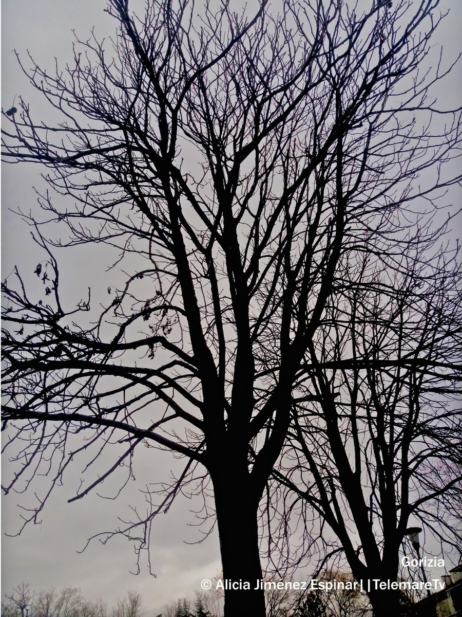 Il meteo domani, probabilmente avremo cielo variabile con nuvolosità. Saranno possibili locali precipitazioni. Soffierà Bora moderata sulla costa.
Temperatura in pianura min. -3/+1 max. 7/9, sulla costa min. 4/7
max 8/10
#telemare #fvg #gorizia #meteo #domani #Cielo #grigio