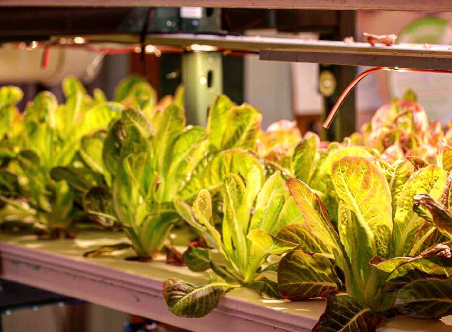 🍀Growing up in a school - New York City🌿
📍Check out this amazing project: <a href="/tffjinitiative/">TeensforFoodJustice</a>
#nycagtechweek17 #indoorfarming #urbanfarming #verticalfarmingitalia #verticalfarming