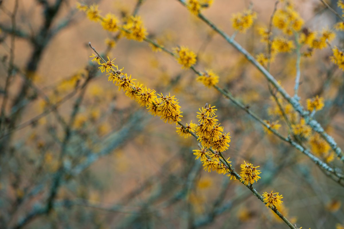 January is often the coldest month, but it's also a great time to plan for 2018 and get a few things sorted as the garden awakes from its slumber! rhs.org.uk/advice/in-mont…