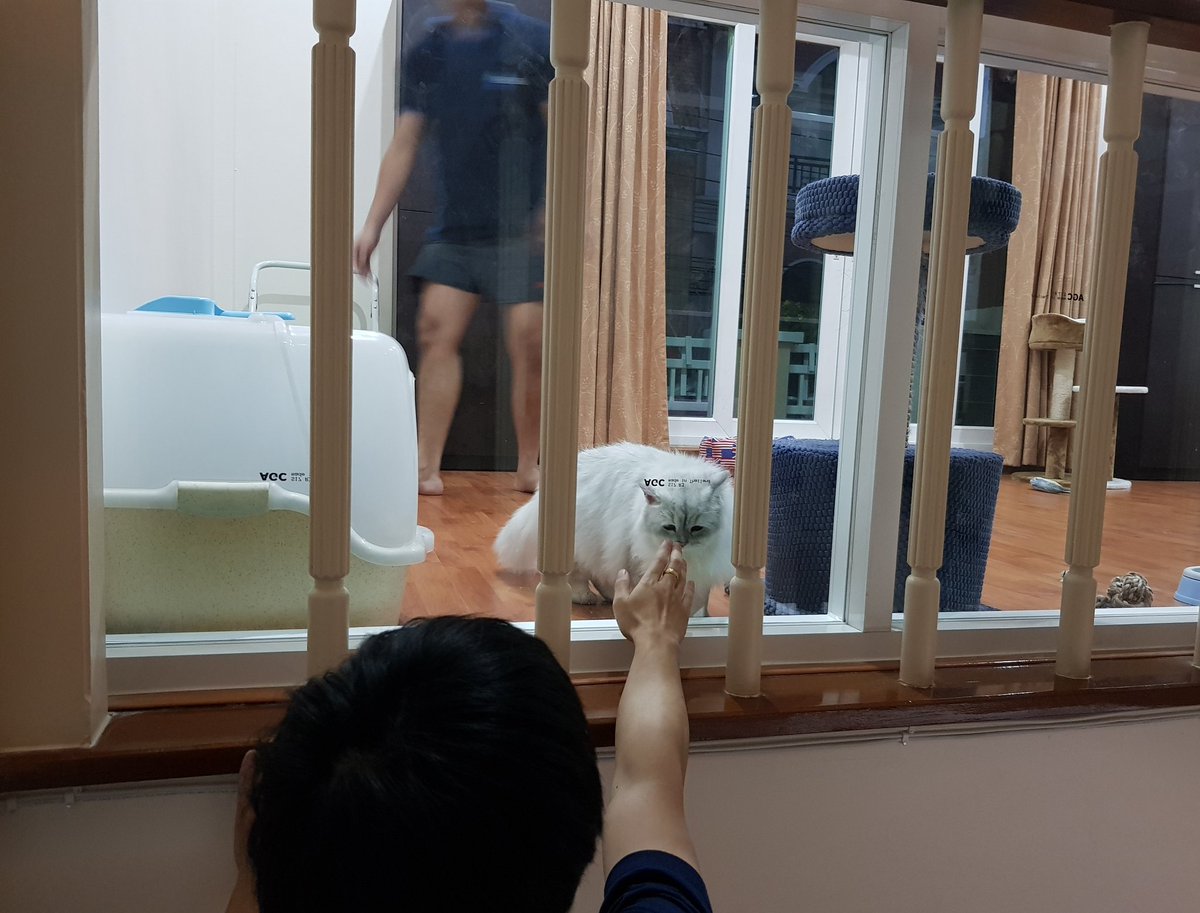 Bonusiie's tweet photo. อัพเดทที่อยู่(ชั่วคราว)ลูกๆ เอามาฝากที่บ้านเราเลี้ยงเพราะบ้านสามีไม่มีใครว่างดูแลให้ ฮืออ จัดห้องไปร้องไห้ไปใจจะขาด บีน่ากับบียอนก็ไม่ยอมออกจากกะบะทราย เพนนีก็ซุกแต่มุมตู้ ส่วนบากิกับบอมเบไม่สนไรทั้งนั้นจะสำรวจห้อง https://t.co/q7tUMNPWoV