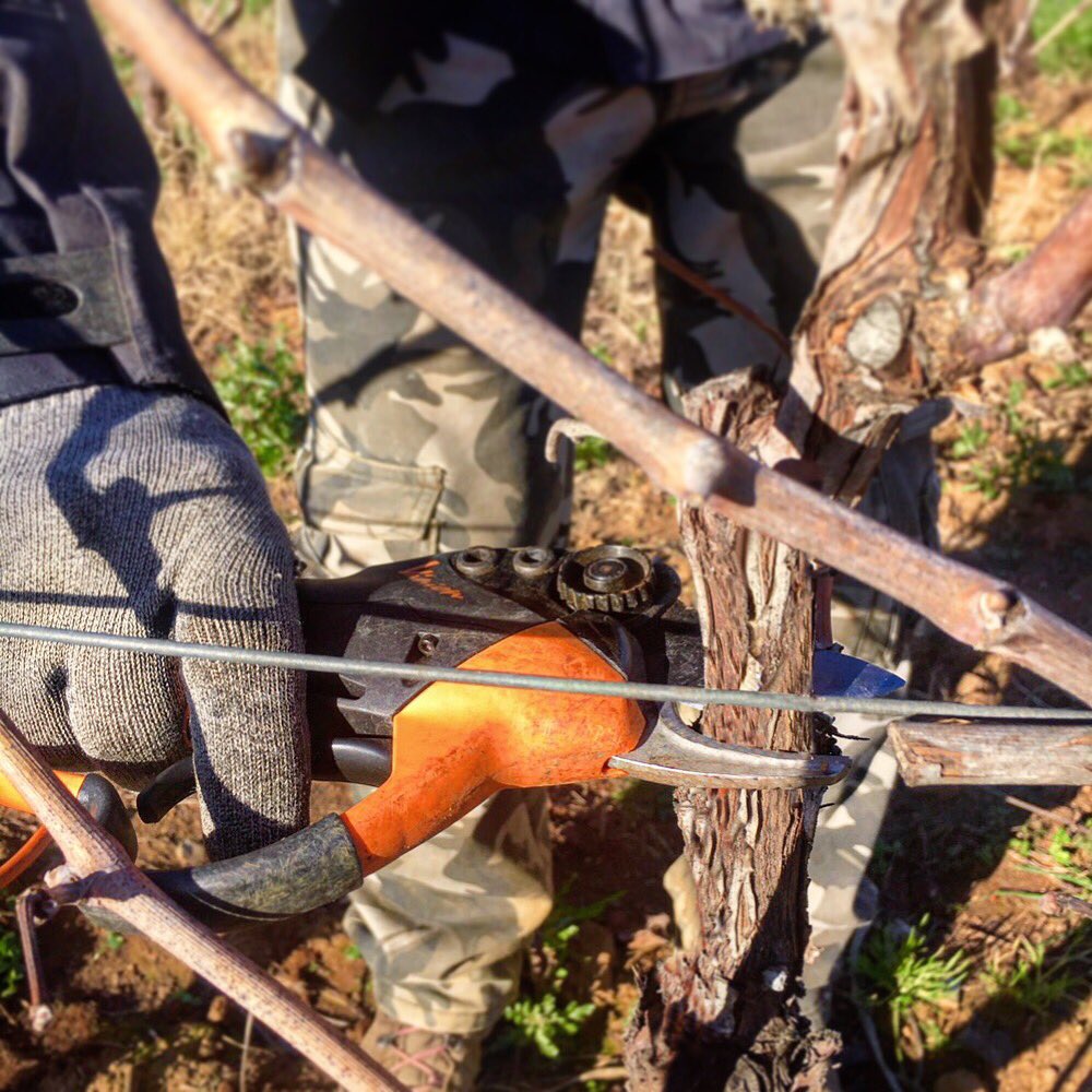 chiappiniwinery's tweet photo. Pruning time ✂️
#chiappiniwinery #pruning #potatura #wine #winelover #winemaker #vineyard #agricolture #organicfarm #winery #vino #vigna #vignaiolo #bolgheri #toscana #tuscany #italianwines https://t.co/JTehss9aA3
