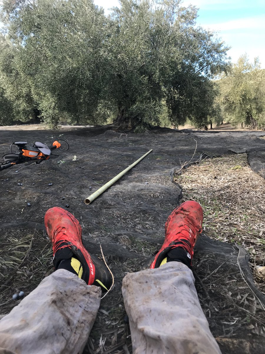 Abel_Dalal's tweet photo. Súper compensación aceitunera 🤨 vaya pretemporada me estoy pegando 🤣 #olivetime https://t.co/592N2brMNR
