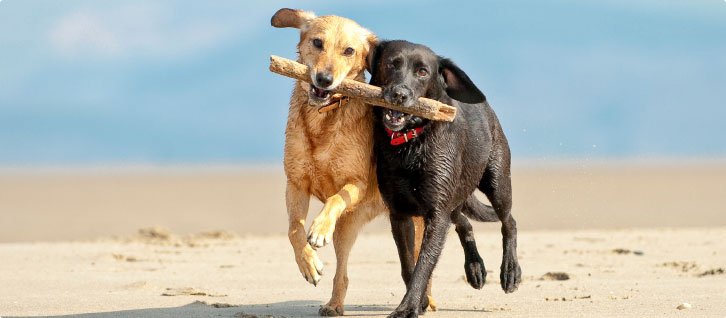 MovingAdelaide's tweet image. Moving to Australia and Taking your Dog. Read our Guide to Ticks in Australia - it may save your dog's life. pomsinoz.com/articles.html/…