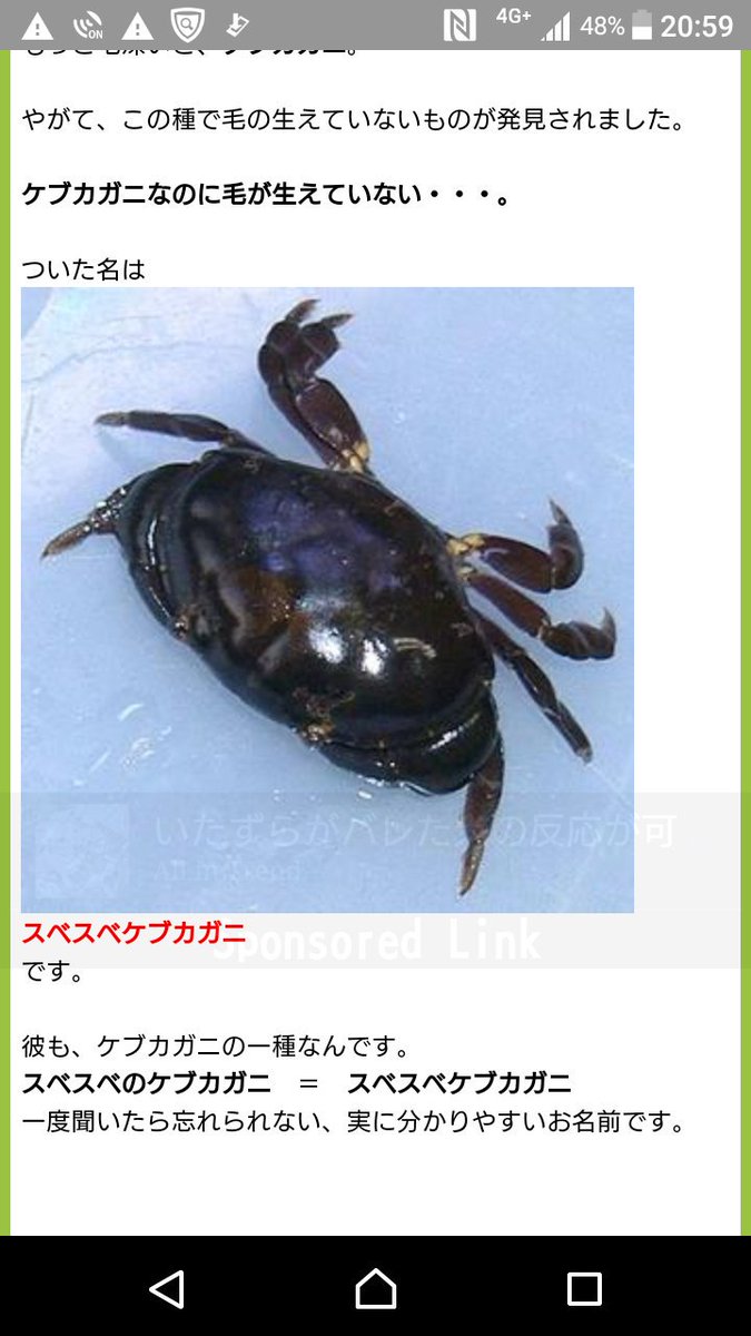 ヨッシー ペタンコのコユビピンノ 小笠原諸島に新種のカニ 横幅７ミリで命名 ペタンココユビピンノ T Co 6sbo3i8srs Sankei Newsから