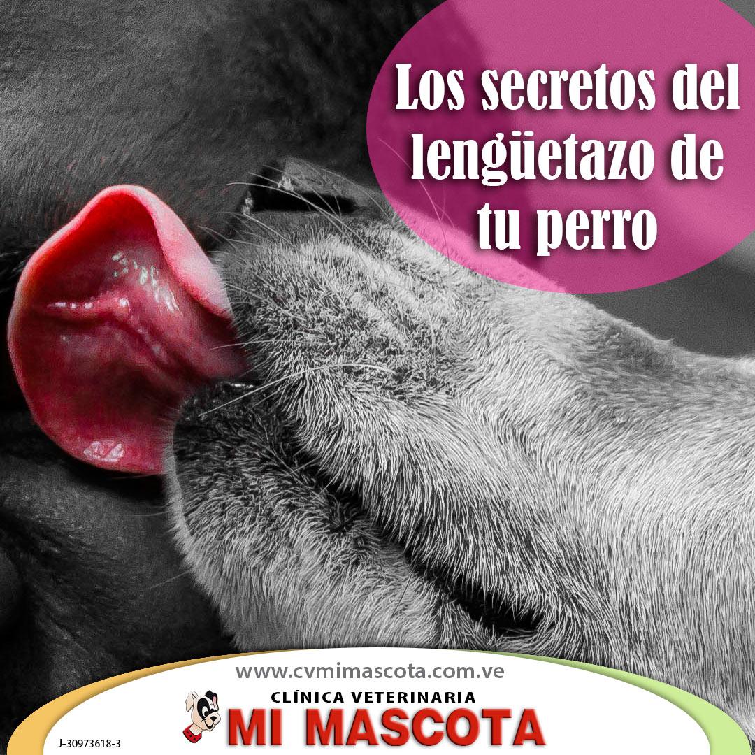 cvmimascotaco's tweet photo. Los besos de tu perro demuestran que te acepta como jefe de su manada, nos explora y nos conoce mejor con sus lengüetazos #cvmimascota #besosdeperro https://t.co/gIoaPOlNPe