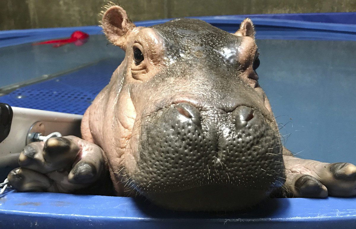 Hippo-y birthday to Fiona! The popular preemie is turning 1: bit.ly/2rmE2hJ https://t.co/DVKERL7Z8r