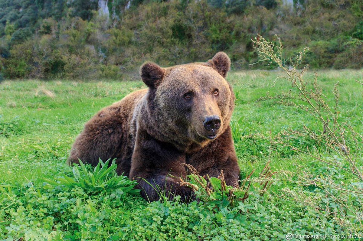 ALPLATU's tweet photo. ¡Buen viaje amiguina! No tengas miedo, prácticamente no notarás la diferencia. Porque ahí arriba, seguirás viviendo en el Paraíso. ❤️🐻#Tola #DEPTola https://t.co/C7q6NVn5SL