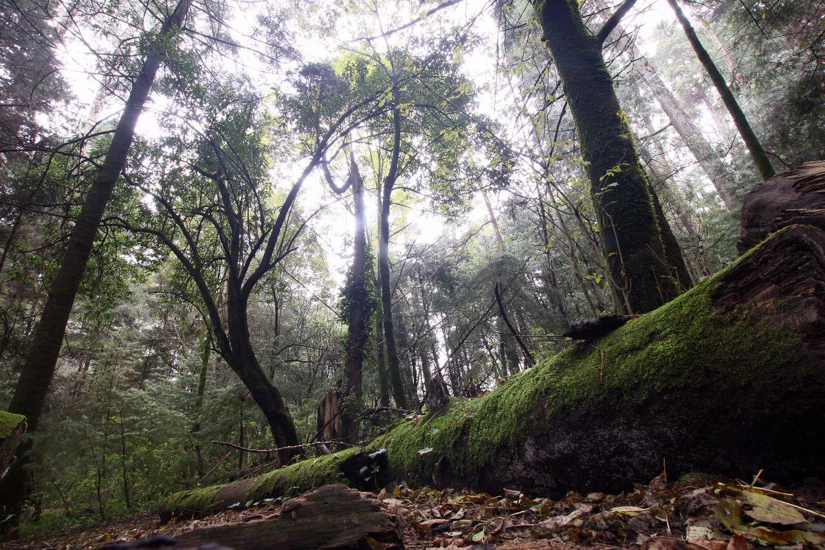 ALEXDELMAZO's tweet photo. #BuenViernes 
Este #FinDeSemana conozcan un #ÁreaNaturalProtegida. Aprovechen su visita para disfrutar de la comida típica, conectarse con la naturaleza y practicar actividades ecoturísticas. https://t.co/GarnxF8GV8