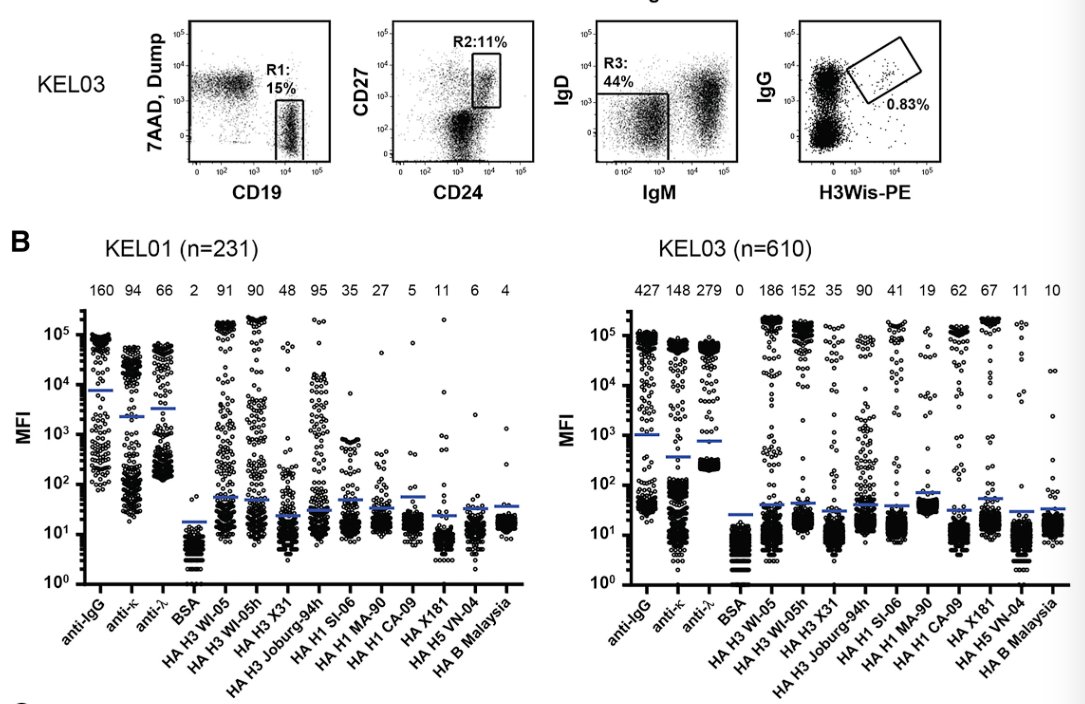 mmw_lmw's tweet photo. #MemoryB Cells in Humans | Group1 & 2 Influenza A: while CrossReactive Serum Antibodies are Uncommon abundant Memory Cells are found | SteveHarrison @HarvardMed @immunityCP https://t.co/bvJdvIUeLl https://t.co/qfklqMp471