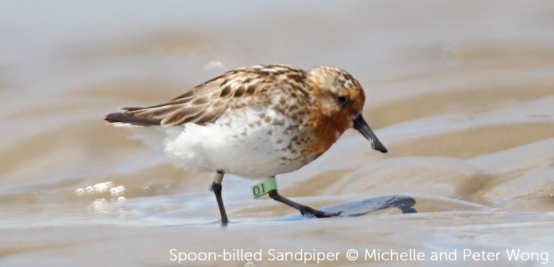 BirdLife_News's tweet photo. Fantastic news for shorebirds! 

China has just introduced its toughest ever regulation on land reclamation along the country's coastline: https://t.co/TWqTkHtL94 https://t.co/r11pPVBdLF