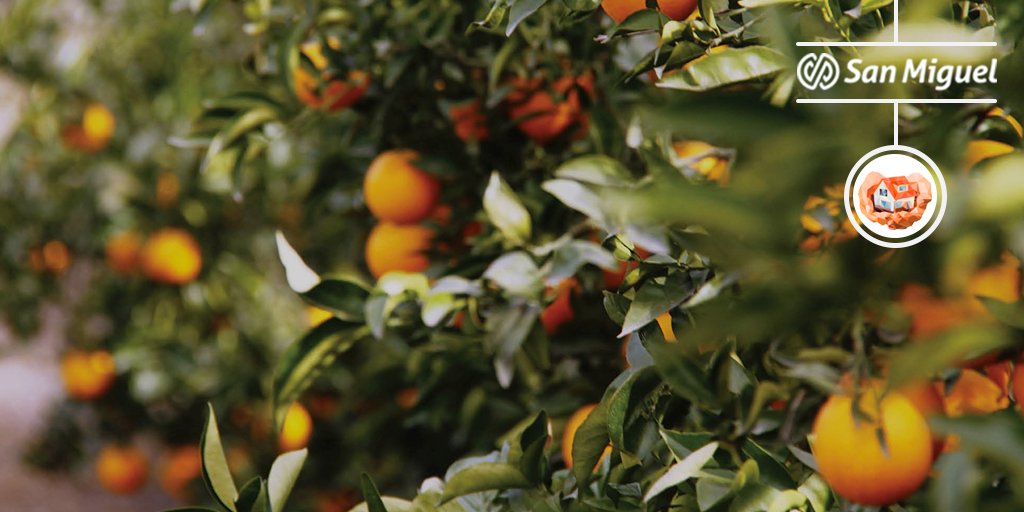 SanMiguelGlobal's tweet photo. No manejamos el clima, pero entregamos siempre. Nuestro valor global multiorigen, nos permite variadas posibilidades para honrar los compromisos con nuestros clientes en todo el mundo.
#SanMiguel #Global #MultiOrigen #Clientes #Mundo #Valor https://t.co/Cy1E2oUh5y