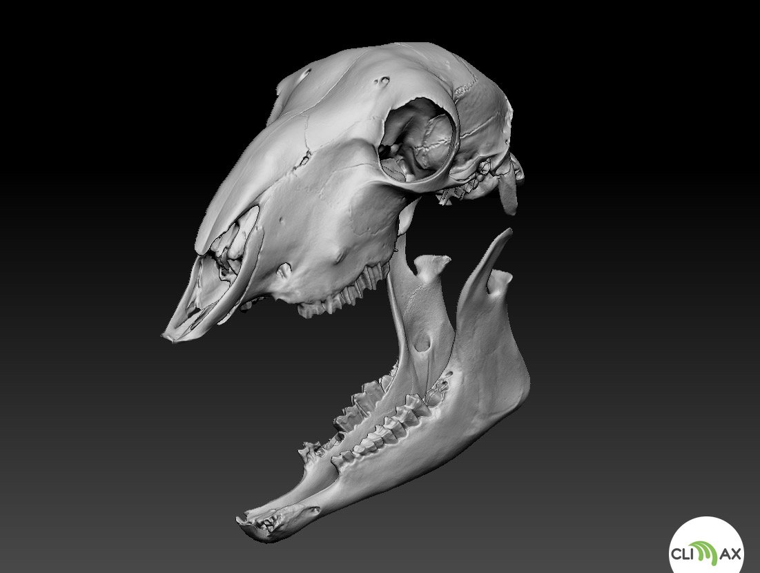 Capriolo (Capreolus capreolus) - scannerizzazione 3Dcon einscan pro plus
Servizio scanner per MUSEI,UNIVERSITA'e MUSEI. info@coopclimax.com

<a href="/Shining3D/">Shining 3D, Inc.</a> #scanning #3d #einscan #einscanproplus #scannerizzazione #scanner