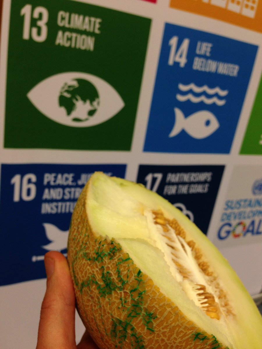 UmbrellaUN's tweet photo. While @AttacVie tears up the extremely agreeful negotiations and this metaphorical Earth - they entirely diregard code of conduct and the SDGs 16, 17 &amp; 2; Zero Hunger - while we discuss on the fate of people escaping food insecurity #negot2017 @OSIS_drownnow https://t.co/1QuUVZMXta