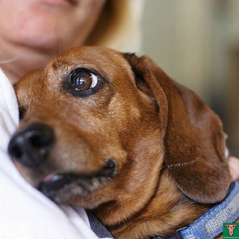 Who says animals don't have feelings? This little guy looks like he loves his person very much.
goo.gl/bkbxe3  
#puppylove #animalshavefeelingstoo