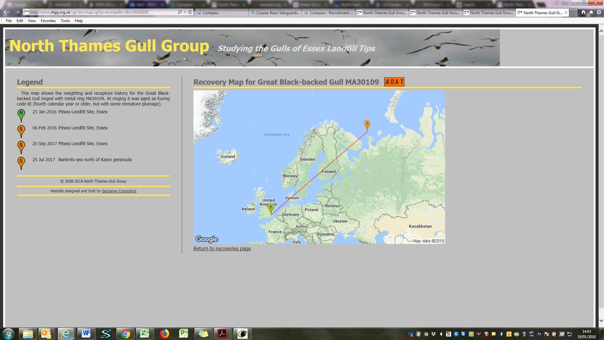 Great day at Pitsea Tip yesterday - 178 birds caught including a Russian ringed Great Black-backed Gull. Then today a sighting of A0AT from July in the Bartents sea north of Kanin peninsula, Russia. This is the furthest Great Black-back into Russia!!