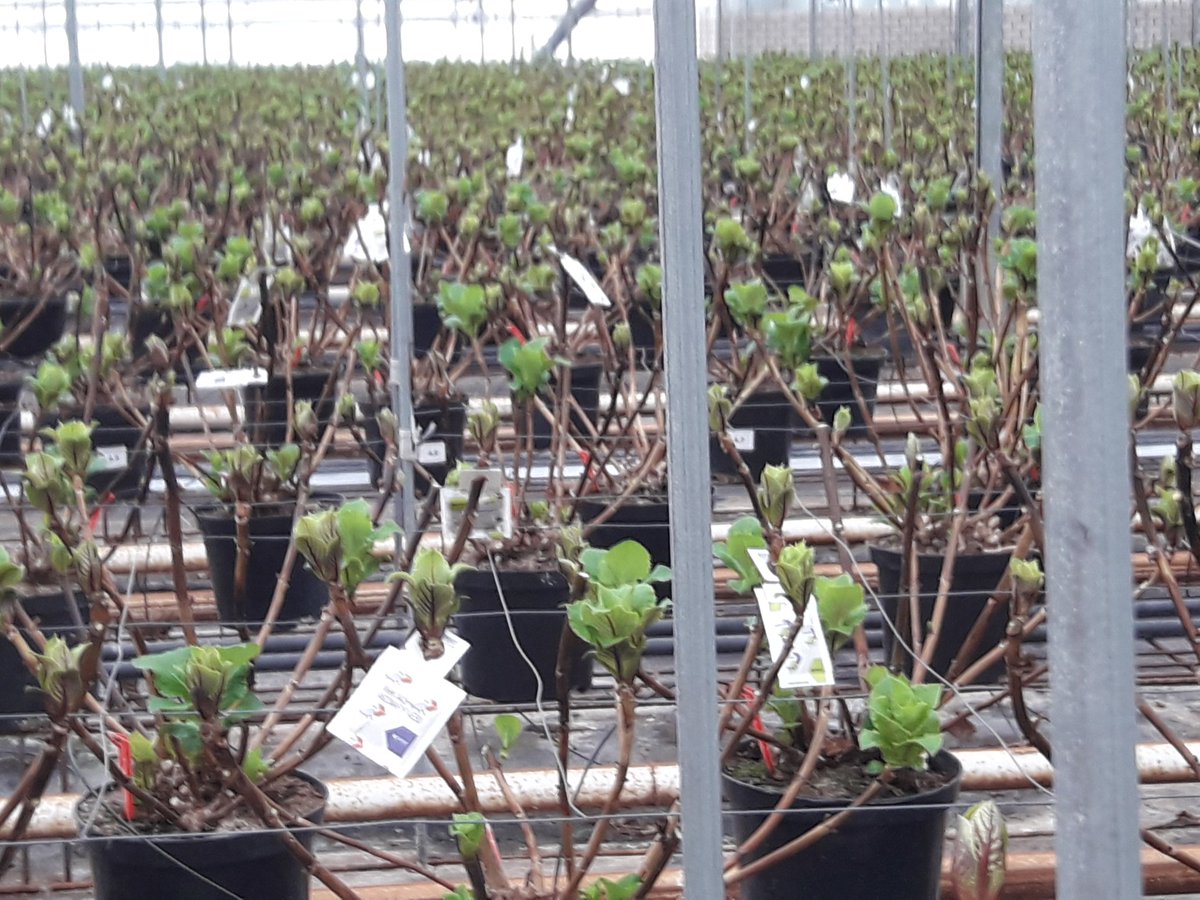 pietervandeven's tweet photo. Vandaag de eerste beestjes van de #dierentuin uitgezet. #bio #bestrijders van @Koppert  via @voscapelle 
#Boxtel https://t.co/VrHjG0MvFQ