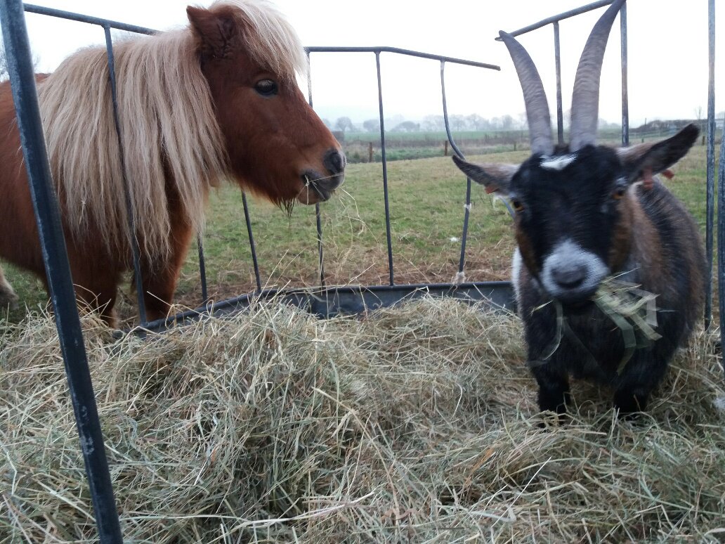 SpringBarnFarm's tweet image. Missy and Nanny must have ordered the sharing platter! 😂🐴💖🐐 #besties #fridayfunny