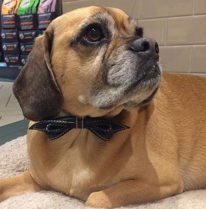 Suited, booted &amp; ready for the weekend!😎Alfie does ‘fashion pose’ ever so well don’t you think!?😂🐶🐾