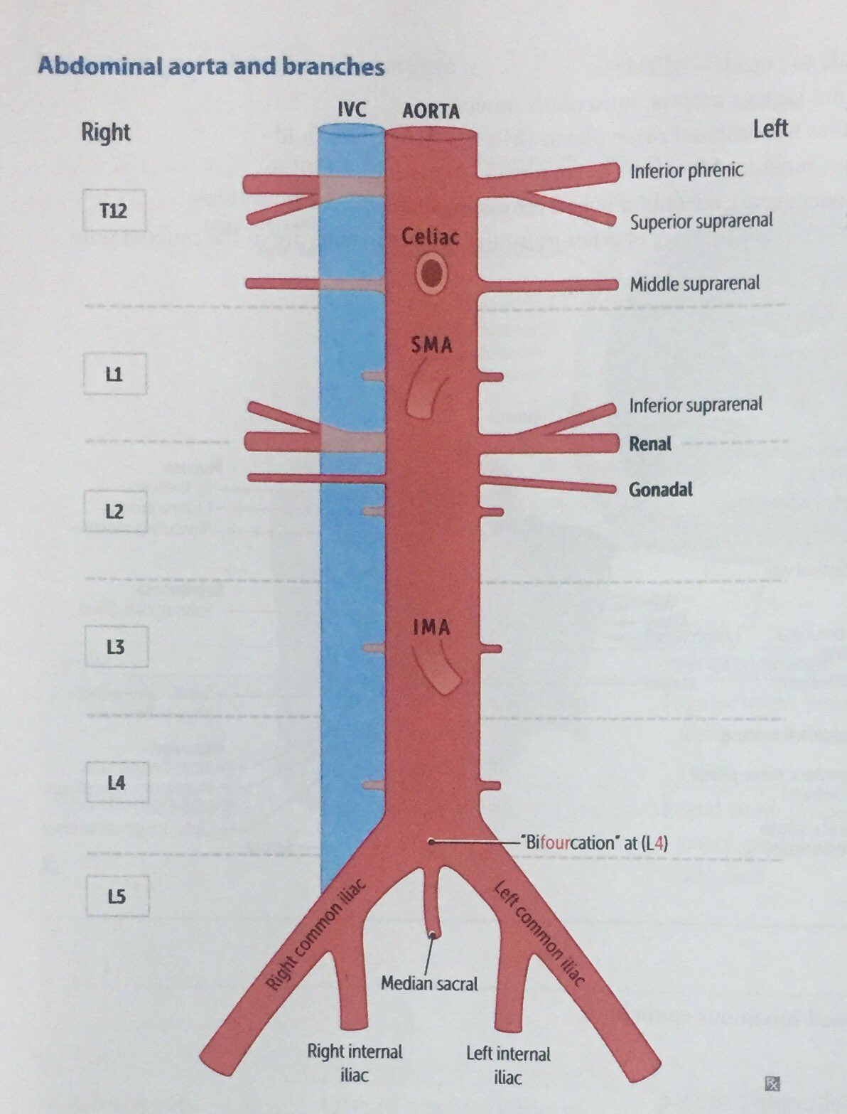 Medical Zone ميديكل زون Git Medicalzone Abdominal Aorta Its A Continuation Of Thoracic Aorta It Pass Through The Diaphragm At T12 And Ends At L4 Bifurcation Level