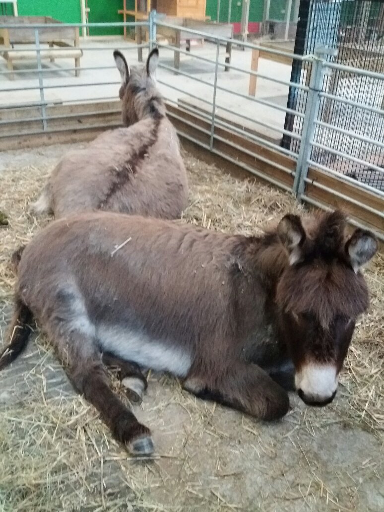 SpringBarnFarm's tweet image. Nap time for Chloe and Barney! 😍😴 #snuggles #nap #Naptime