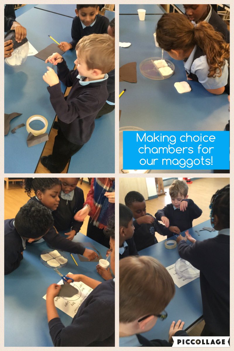 STC_1CF's tweet photo. @ParkwoodAcademy for helping with our experiment! #stcengineers2018 #maggots #choicechambers https://t.co/F2kbPirj9a