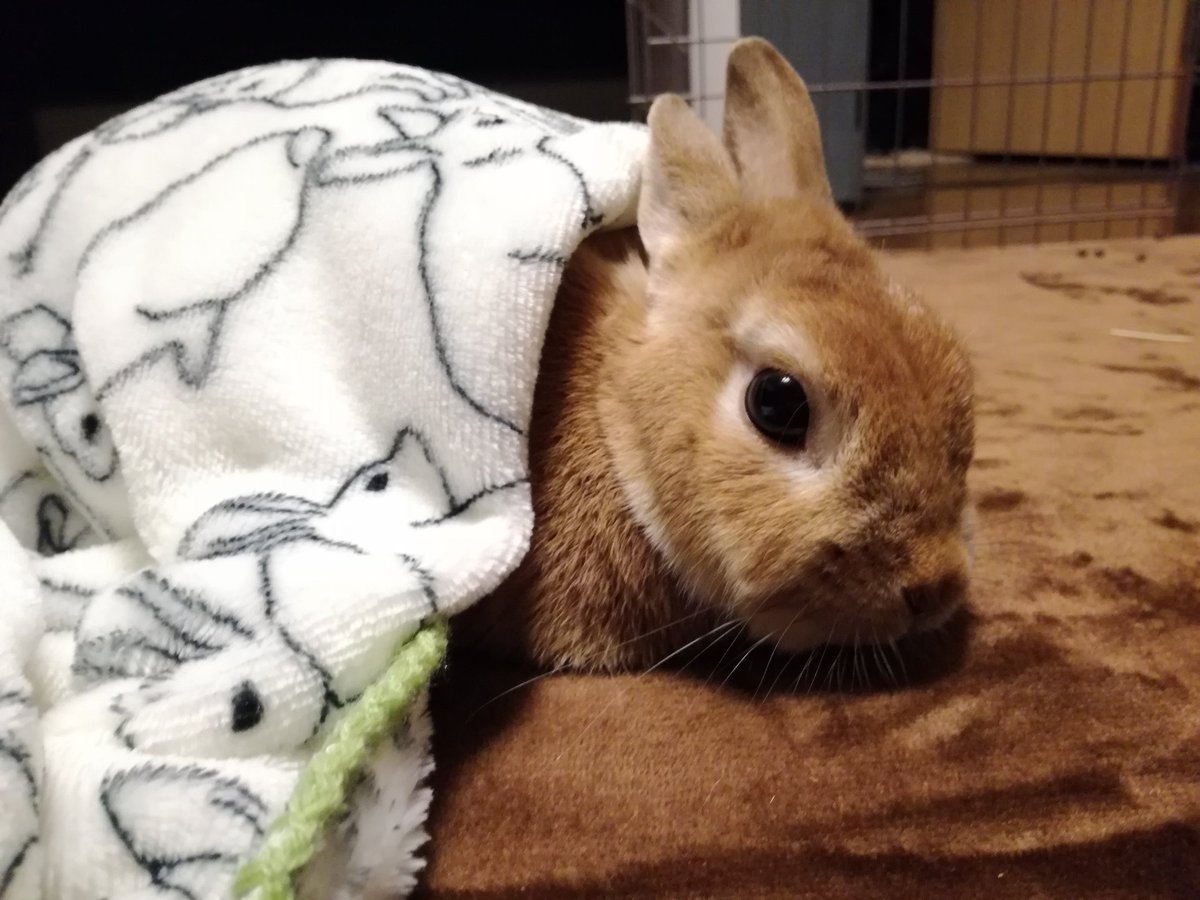 うめ در توییتر ニトリのウサギ毛布よ ｪ