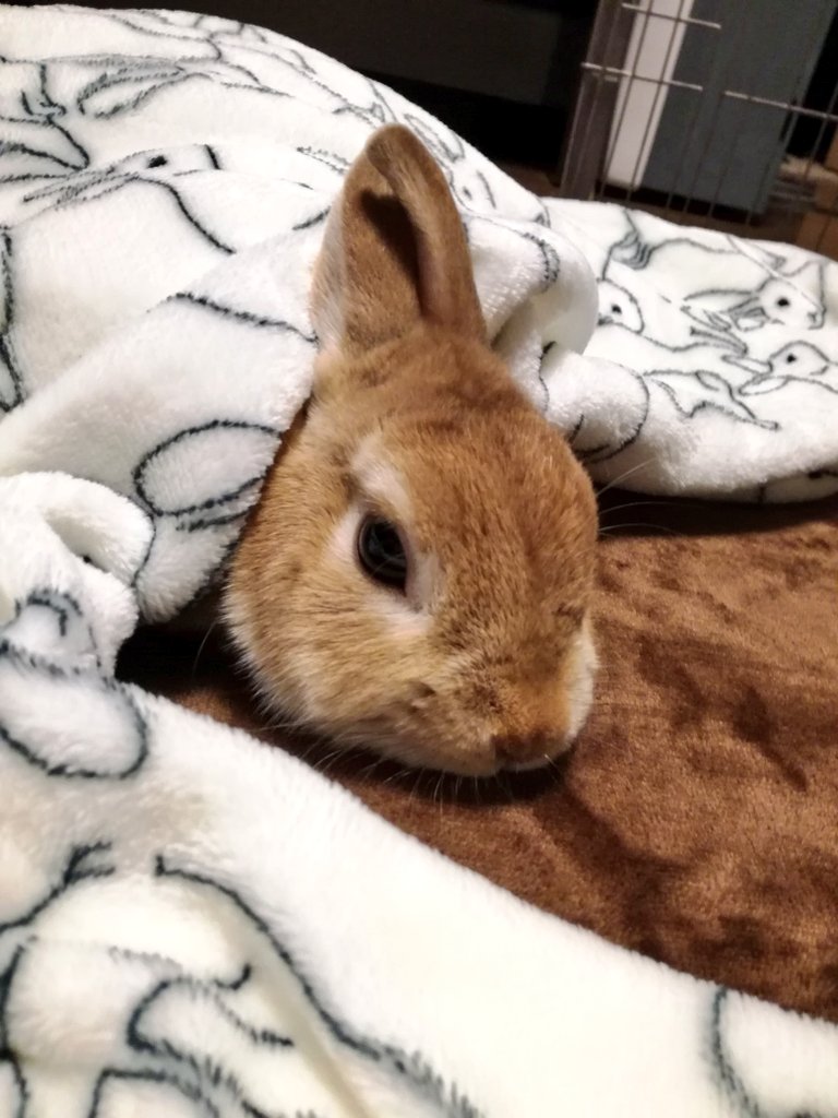 うめ در توییتر ニトリのウサギ毛布よ ｪ