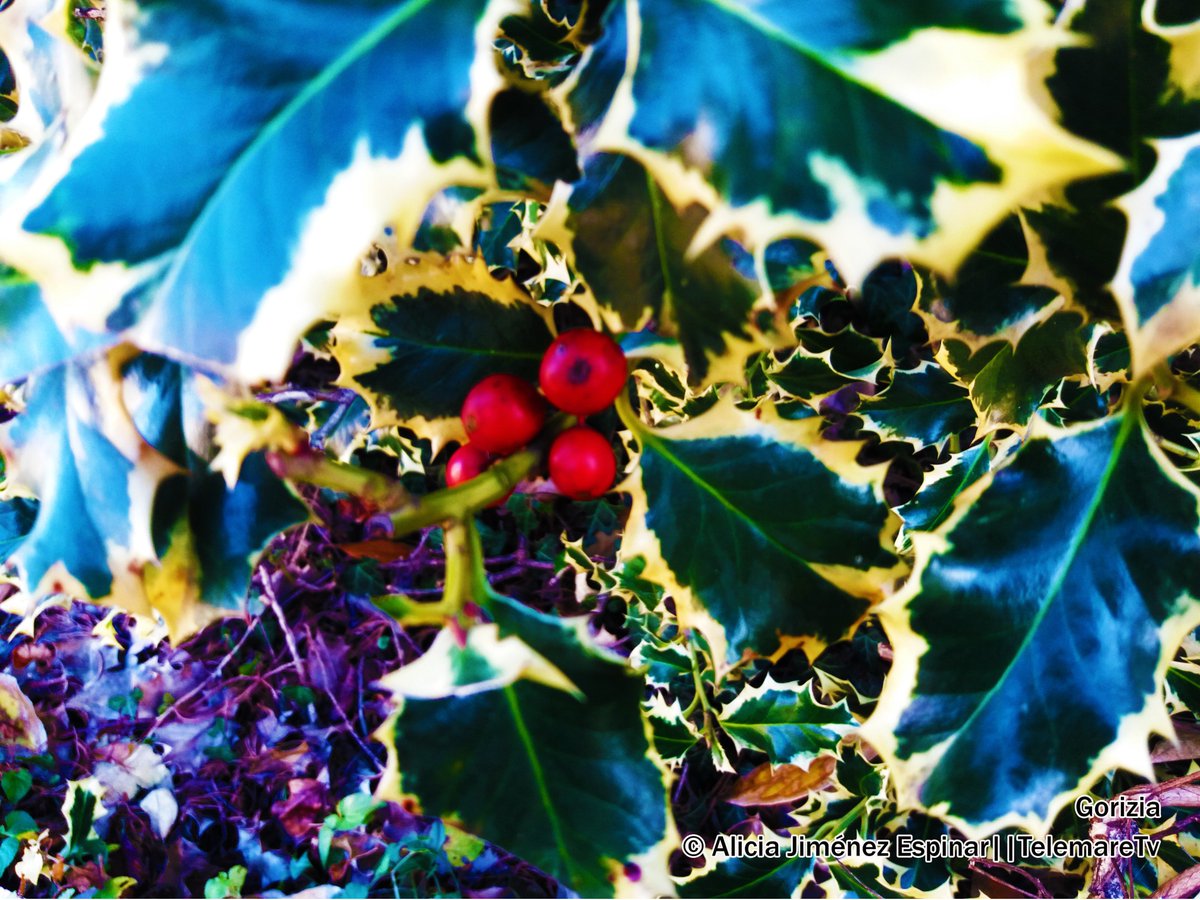 Comunicazione:
Presto trasmetteremo il telegiornale di oggi. Nel frattempo vi auguriamo un buon pomeriggio.
#telemare #telegiornale #fvg #pomeriggio