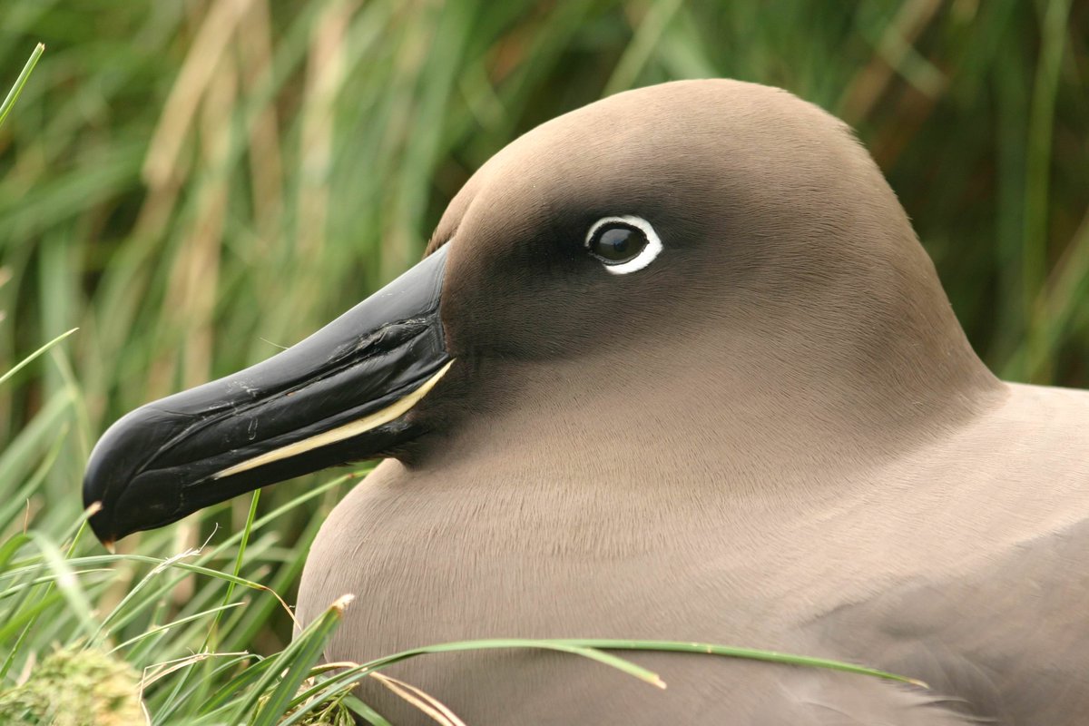 NaturesLit's tweet photo. Those gradients are 🔥 (Light-mantled Albatross) https://t.co/UcEc75xJ4X