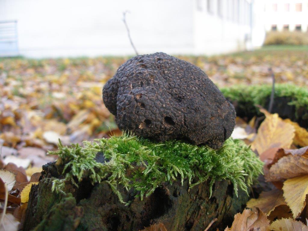 INRAE_France's tweet photo. Coup de chaud sur la #Truffe ! La #sécheresse fait flamber les prix. L’@Inra_Nancy coordonne un projet de recherche sur les effets du #ChangementClimatique sur la production. Voir notre reportage #vidéo https://t.co/uC22vrCZuA https://t.co/MCkh0Alcz2