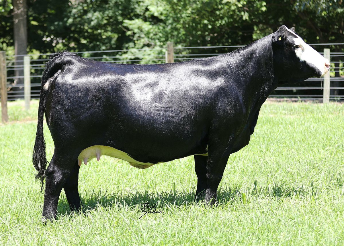 knapper_cattle's tweet photo. SELLING in THE COWTOWN CLASSIC NATIONAL SIMMENTAL SALE on Saturday January 27th at 5:00 pm. 

3 non-sorted IVF Embryos out of the purebred Simmental mating of WS Pilgrim H182U X CLRWTR Shady Lady. 

Contact Sean Alexander with any questions. 812-621-7903 https://t.co/0tdLRk2uLc