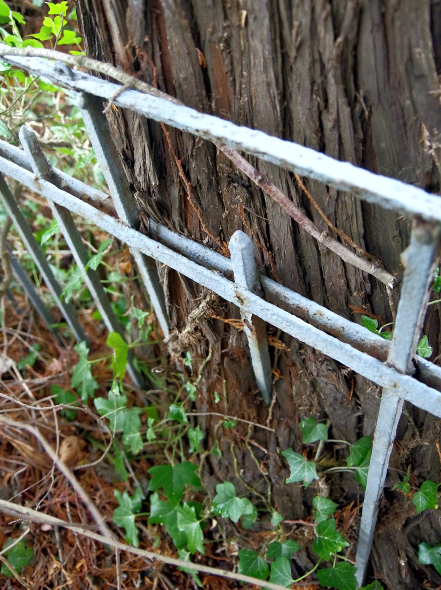 Gurdur's tweet photo. #TreesEatingThings, #TreesStoreTime. An old photo of mine, near the front entrance of my house, a tree eating a short fence.
https://t.co/euE6u5JvMH