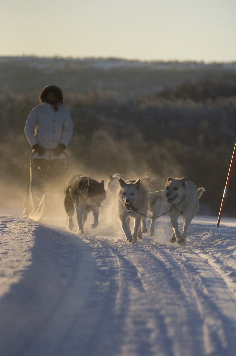 Running into the white wilderness in Norway. . #Dogsledding #Norway #Scandinavia #VisitScandinavia @VisitnorwayUSA Photo: Terje Rakke/Nordic Life AS - Visitnorway.com