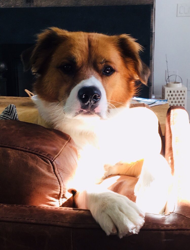 Oye <a href="/larifadeltigre/">Millet</a> te estoy escuchando, y aqui estamos todos #GoStellers <a href="/BullterrierFM/">BullterrierFM</a>