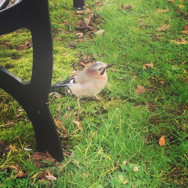 _VikkiKnowles's tweet photo. Shy little (baby?) jay #birdwatching https://t.co/rB8cCpTp5N https://t.co/t834qaDehR