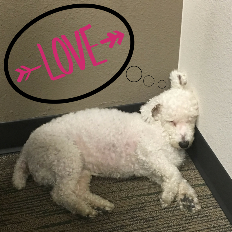 DucerusCarlsbad's tweet photo. One of the big #College adjustments is not having your family pet with you, @ColoradoStateUniversity posted this fun article (https://t.co/JdLX9dCZhi) about getting your #PetFix. #Ducerus mascot #Capone is ready to help in any way he can! #FridayFeels #FridayFunday https://t.co/Zs0kCoNdfk