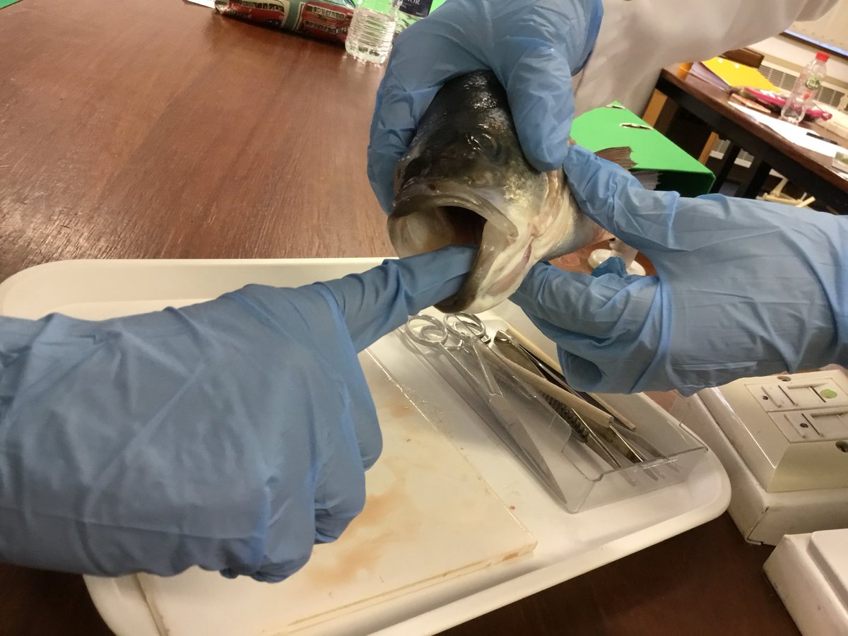 QSBiology's tweet photo. Fish dissection Friday with Year 12 biologists @TheQueensSchool https://t.co/h8DHy3Rdfe