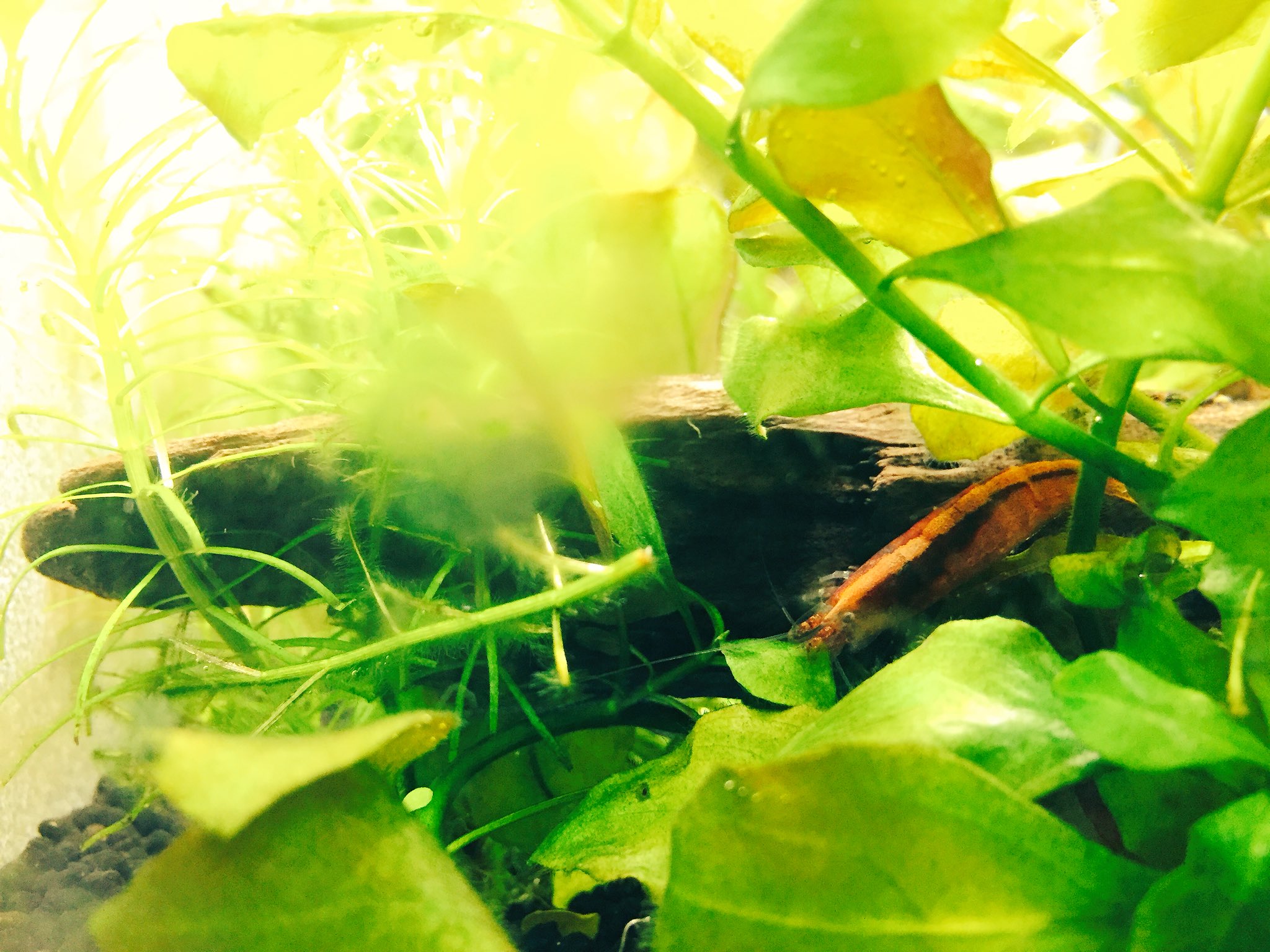 とんこつ このヤマトヌマエビだけ赤く染まってるんだけど 星になると聞いたことあるがなかなか元気100倍なのよね 赤くなる理由ってなんなんだろ T Co 4arxnf7xxc Twitter