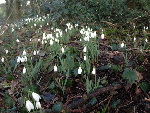 We've had snow and snowdrops this week at Orroland! There's lots more to love about winter breaks: plus.google.com/+OrrolandHolid…