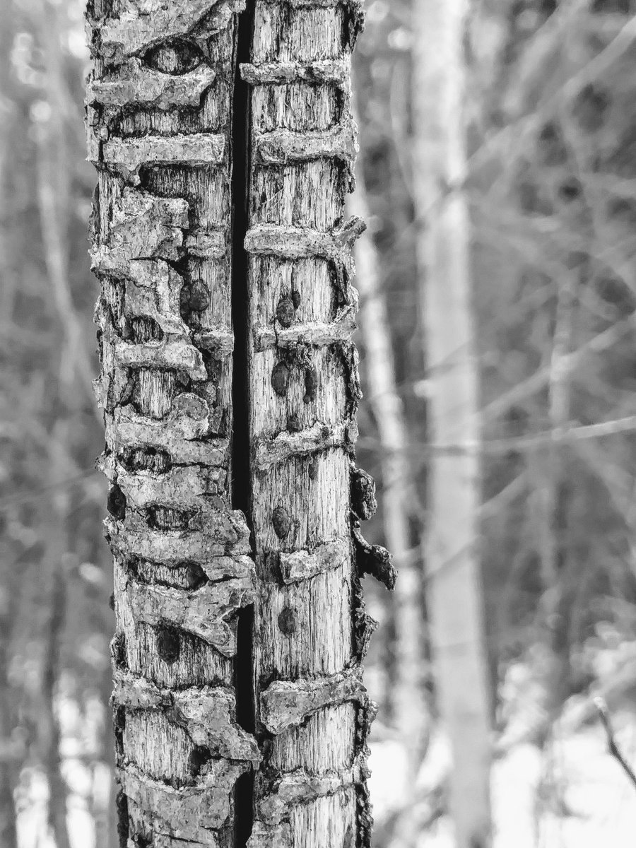 EEekels's tweet photo. #blackandwhitephotography #nature #treetextures https://t.co/2St7AZp7mN
