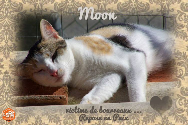 mythiXTrinity's tweet image. La cagnotte pour la SPA de Cholet qui servira pour les lives mais aussi pour toutes les autres personnes qui veulent donner pour les aiders en dehors est disponible ♥
Je vous le met ici, vous pouvez donc déjà le partager un maximum !
Merci ♥

soutenir.la-spa.fr/b?cid=184