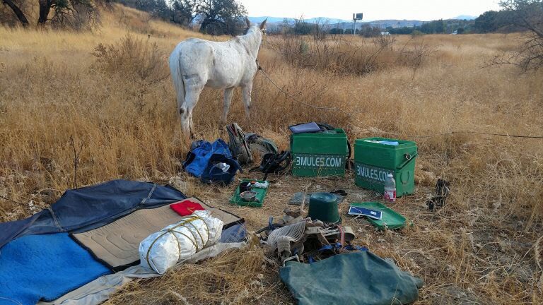 meimlay's tweet photo. In other #DiamondBar news, there’s a mule driver camped in a local park. I kid you not. https://t.co/Zjp53IVOit #MyDayInLA #3Mules https://t.co/hofUJdh9jv