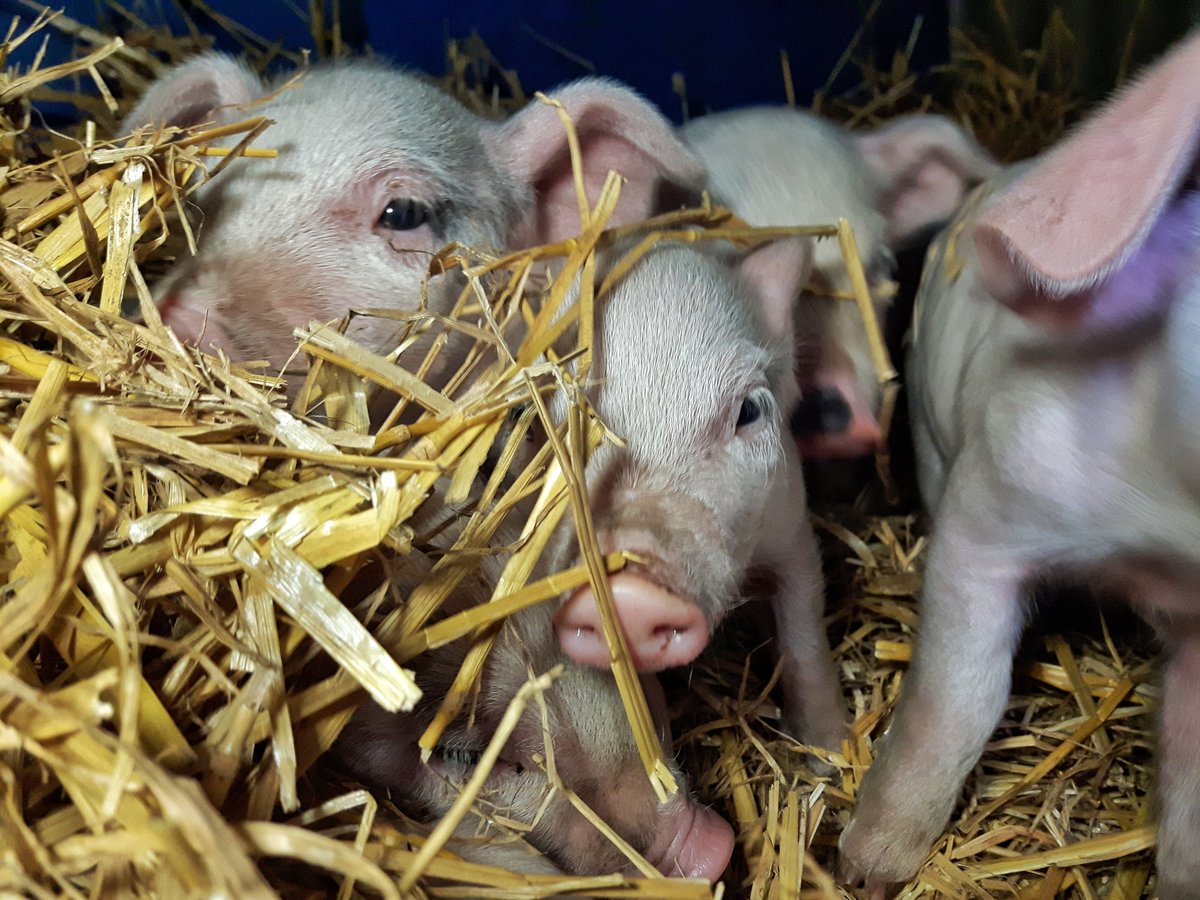 LowerDairyFarm's tweet photo. One week old &amp; very cheeky! 🐖🐖🐖🐖🐖🐖🐖 https://t.co/kyHBrv2kG0
