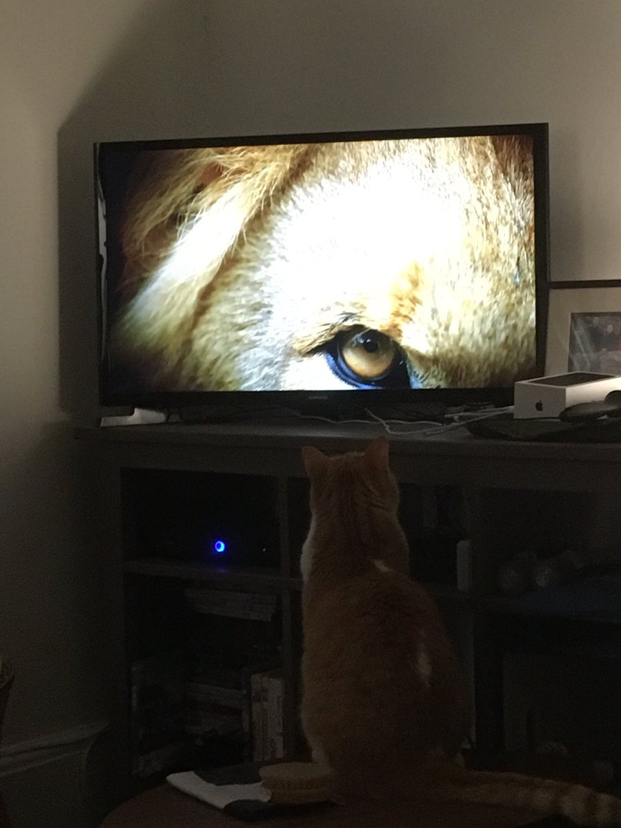 ellen_scot's tweet photo. Ching reckons he should be on #BigCats too! Starring role in the next series of #WeeCats maybe? https://t.co/ZPBMDdJOVT