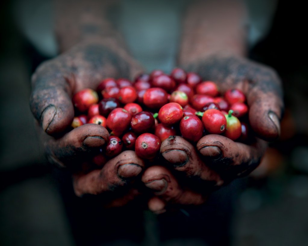 29/12 INTRODUCTION TO COFFEE al Coffee Studio 7Gr. con <a href="/chiara_bergonzi/">Chiara Bergonzi</a> , Il corso per chi muove i primi passi nel mondo del caffè. Valido per la certificazione #SCA del #CoffeeDiplomaSystem. Info 0236561122 | info@7gr.it 7gr.it/coffee-studio/…