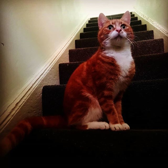 Pet_Minded's tweet photo. Monty is wishing everyone a #greatweekend
He is such a #lovelycat ❤️🐱❤️ #gingertom #miaw #paw #manchester #pet #itsfriday #catsanddogs #catsitting #tomcat #tomkitty #iloveanimals #catlove CONTACT> https://t.co/BtnA1UK6lR https://t.co/RgkTy30jFI